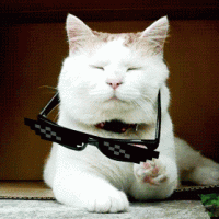 KEDI